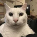 catwhaaa