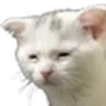 TiredCat