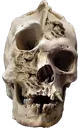 frickedupskull