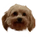 Bella Bella