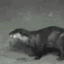 otterJam