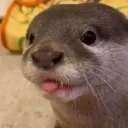 otterBleh otterBleh
