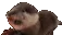 otterBussin