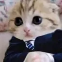 purrty_dapper