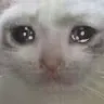 cat_sad cat_sad
