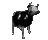 cowdance