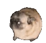 pug_dance pug_dance
