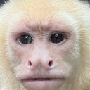 monke Discord emoji