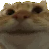 vibratingcat vibratingcat