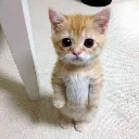 catstand