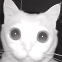 cat_stare