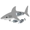 SharkFish