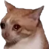 catsobbing catsobbing