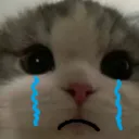 24_CatCry Discord Emoji