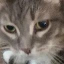 JazzysCat Discord Emoji