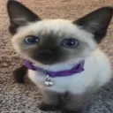 gato