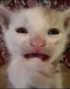 3_catscared