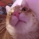 Cheddar5