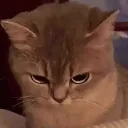 madcat madcat