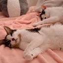catssleepy Discord emoji