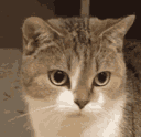 catangrygif Discord emoji