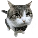 DistinguishedSir
