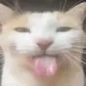 catlick