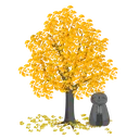 Ginkgo Ginkgo