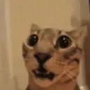 catwtf