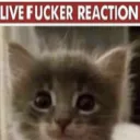 c_livereaction