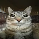 stare