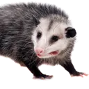 possumlook