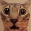 orvgasp
