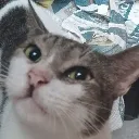 raicstCat