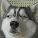 sus