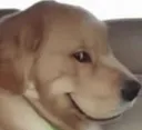 devilishdog
