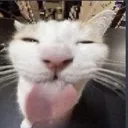Cat Lick catlick Discord Emoji