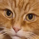 GeckoCatOverlordBeastMaster Discord Emoji