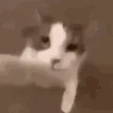 catkiss