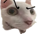 sussy
