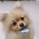 pet_yoo_pie