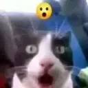 WHAT_