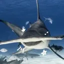 SA_Hammerheadboi Discord Emoji