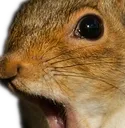 squirrel