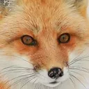 FoxStare1