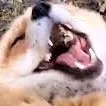 FoxLaugh
