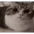 CatBomb CatBomb