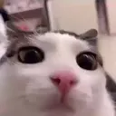 SD_cat3