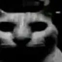 Impurecat