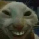 gatodemrd